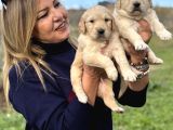 Muhteşem Jumbo Golden Retriever Yavrularımız