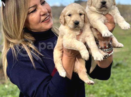Muhteşem Jumbo Golden Retriever Yavrularımız görsel