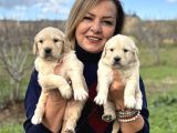 Muhteşem Jumbo Golden Retriever Yavrularımız
