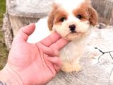 Particolor mini Boy Kore Poodle