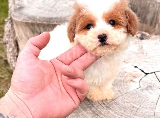 Particolor Mini Boy Kore Poodle