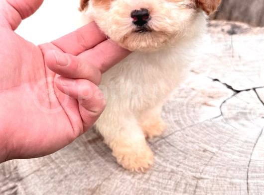 Particolor Mini Boy Kore Poodle görsel