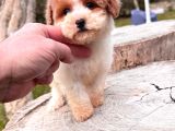 Particolor Mini Boy Kore Poodle