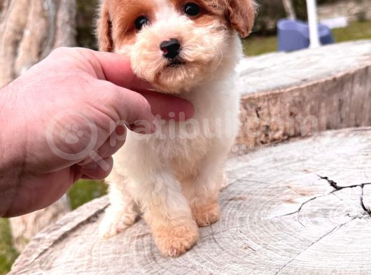 Particolor Mini Boy Kore Poodle görsel