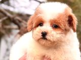 Particolor Mini Boy Kore Poodle