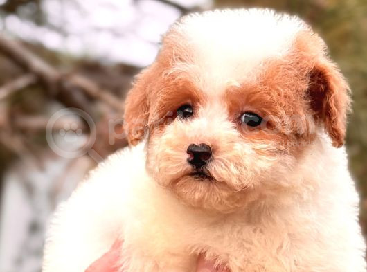 Particolor Mini Boy Kore Poodle görsel