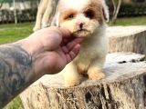 Particolor Mini Boy Kore Poodle