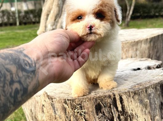 Particolor Mini Boy Kore Poodle görsel