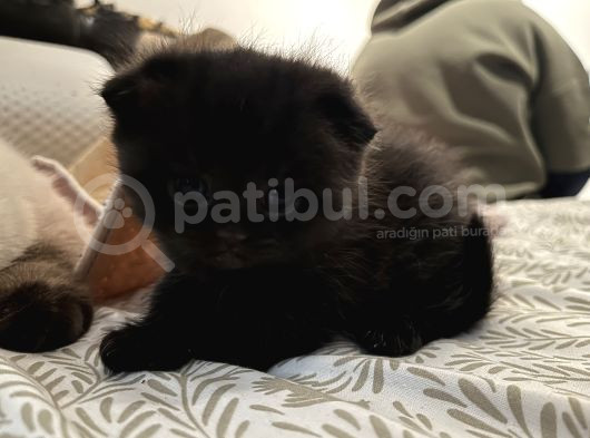 Boncuk Gözlü Zeytine Aile Arıyoruz görsel
