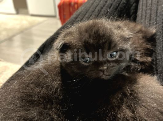 Boncuk Gözlü Zeytine Aile Arıyoruz görsel