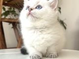 British shorthair dişi Golden Point yavru