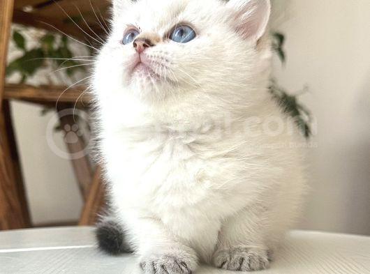 British Shorthair Dişi Golden Point Yavru