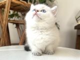 British Shorthair Dişi Golden Point Yavru