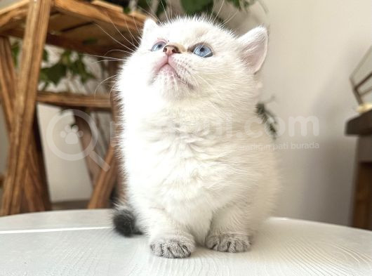 British Shorthair Dişi Golden Point Yavru görsel