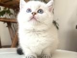 British Shorthair Dişi Golden Point Yavru