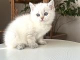 British Shorthair Dişi Golden Point Yavru