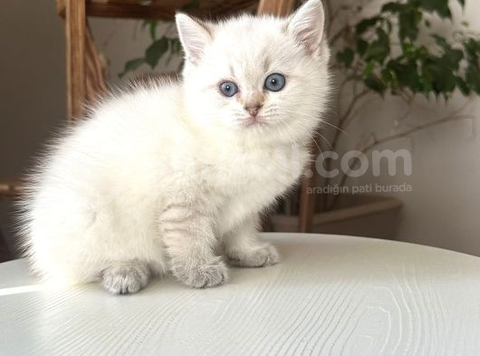 British Shorthair Dişi Golden Point Yavru görsel