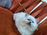 Birbiriden Güzel Can Parçalarım
