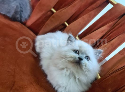 Birbiriden Güzel Can Parçalarım görsel
