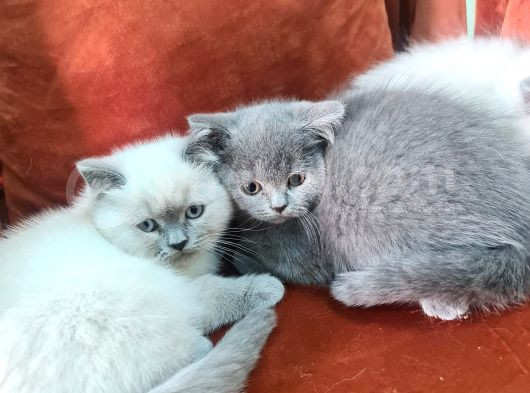 Birbiriden Güzel Can Parçalarım görsel