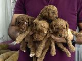 Evde doğan 7 haftalık toy poodle yavruları