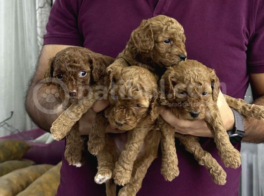Evde Doğan 7 Haftalık Toy Poodle Yavruları