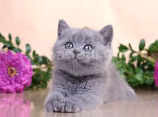 Mahsun Bebek Gri British Shorthair görsel