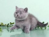 Mahsun Bebek Gri British Shorthair