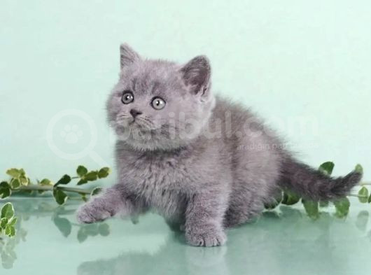 Mahsun Bebek Gri British Shorthair görsel