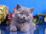 Mahsun Bebek Gri British Shorthair