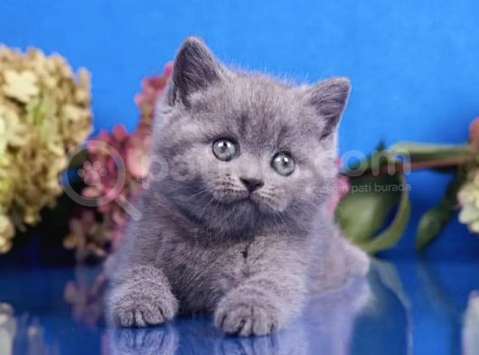 Mahsun Bebek Gri British Shorthair