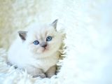 Mavi Boncuğum Blue Point British Shorthair