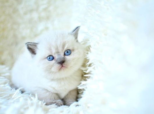 Mavi Boncuğum Blue Point British Shorthair görsel