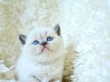 Mavi Boncuğum Blue Point British Shorthair