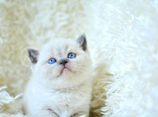 Mavi Boncuğum Blue Point British Shorthair görsel