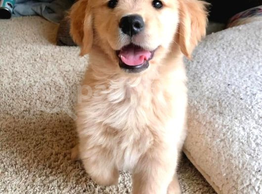 Bebek Surat Dişi Ve Erkek Golden Retriever Yavrumuz