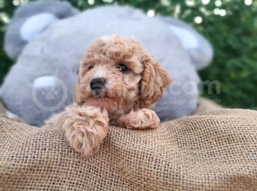 Yeni Yılda Evinizi Isıtacak Maltipoo Yavrularımız Sizlerle görsel