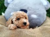 Yeni Yılda Evinizi Isıtacak Maltipoo Yavrularımız Sizlerle