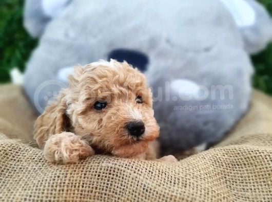 Yeni Yılda Evinizi Isıtacak Maltipoo Yavrularımız Sizlerle görsel