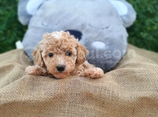 Yeni Yılda Evinizi Isıtacak Maltipoo Yavrularımız Sizlerle görsel