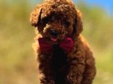 RED BROWN POODLE YAVRUMUZ