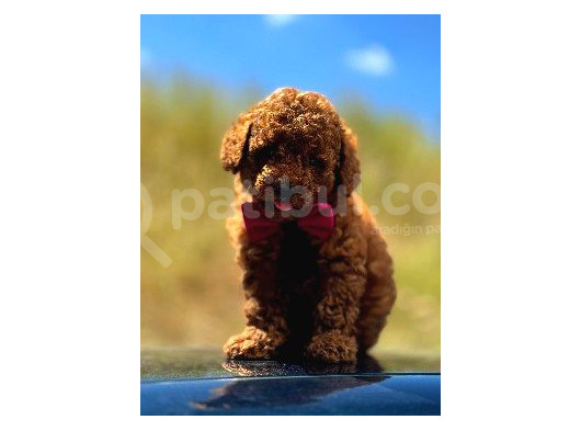Red Brown Poodle Yavrumuz