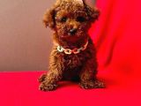 Red Brown Poodle Yavrumuz