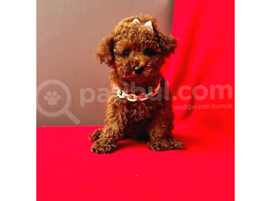 Red Brown Poodle Yavrumuz görsel