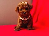 Red Brown Poodle Yavrumuz