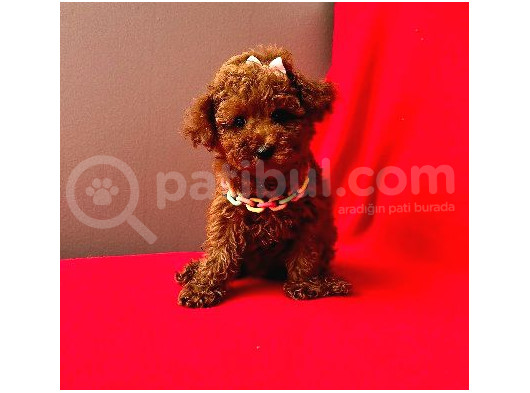 Red Brown Poodle Yavrumuz görsel