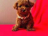Red Brown Poodle Yavrumuz