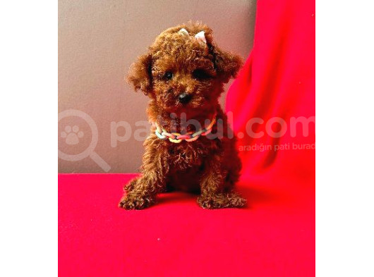 Red Brown Poodle Yavrumuz görsel
