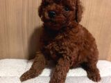 Muhteşem Orji̇nal Toy Poodle Yavrularimiz