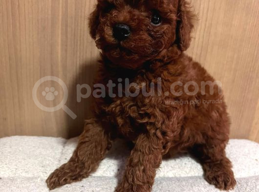 Muhteşem Orji̇nal Toy Poodle Yavrularimiz görsel